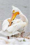 American White Pelican