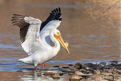 American White Pelican