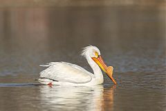 American White Pelican