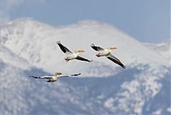 American White Pelican