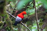 Andean Cock-of-the-rockborder=