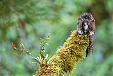 Andean Potoo