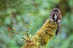 Andean Potoo