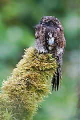 Andean Potoo