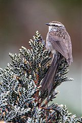 Andean Tit-Spinetail