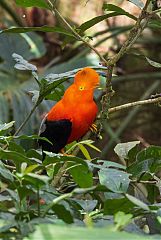Andean Cock-of-the-rock