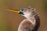 Anhinga