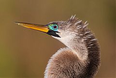 Anhinga