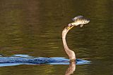 Anhinga