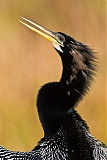 Anhinga