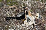 Anhinga