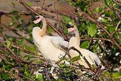 Anhinga