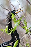 Anhinga