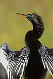 Anhinga