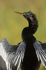 Anhinga