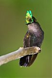 Antillean Crested Hummingbirdborder=