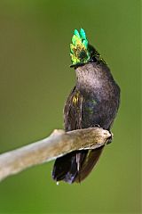 Antillean Crested Hummingbird