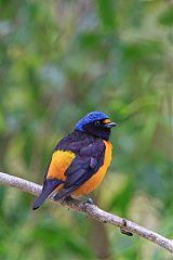 Antillean Euphonia