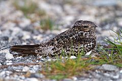 Antillean Nighthawk