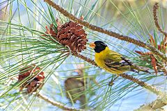 Antillean Siskin