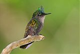 Antillean Crested Hummingbird