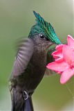 Antillean Crested Hummingbirdborder=