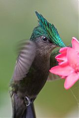 Antillean Crested Hummingbird