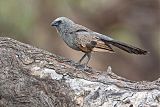 Apostlebird