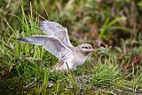 Arctic Tern