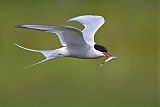 Arctic Tern