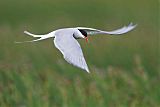 Arctic Tern