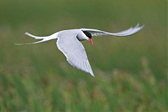 Arctic Tern