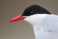 Arctic Tern