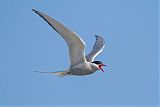 Arctic Tern