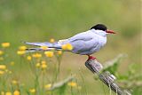 Arctic Tern