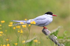 Arctic Tern