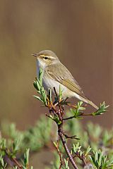 Arctic Warbler