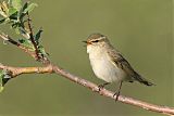 Arctic Warbler