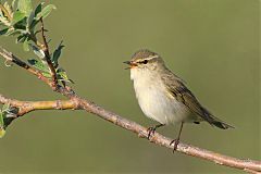 Arctic Warbler