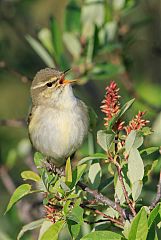 Arctic Warbler