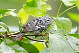 Arrowhead Warbler