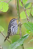 Arrowhead Warbler