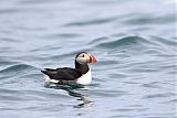 Atlantic Puffinborder=