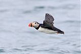 Atlantic Puffin