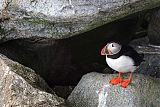 Atlantic Puffin