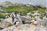 Atlantic Puffin