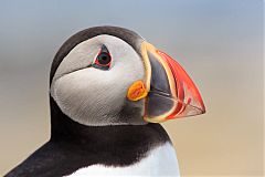 Atlantic Puffin