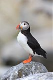 Atlantic Puffin