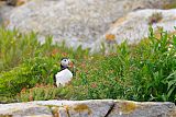 Atlantic Puffinborder=