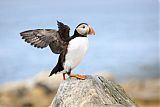 Atlantic Puffin